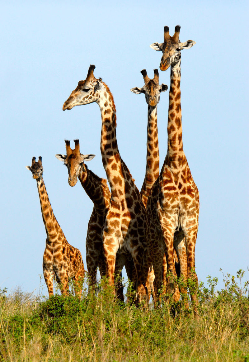 寻食的一群长颈鹿