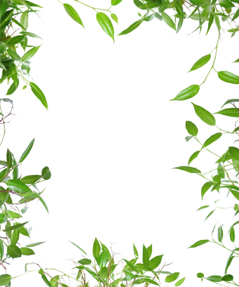 绿色植物框架图片 绿色植物框架和白色背景素材 高清图片 摄影照片 寻图免费打包下载