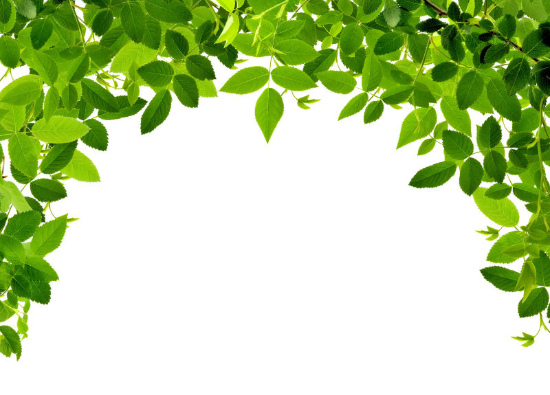 绿色植物图片 白色背景中的绿色植物素材 高清图片 摄影照片 寻图免费打包下载