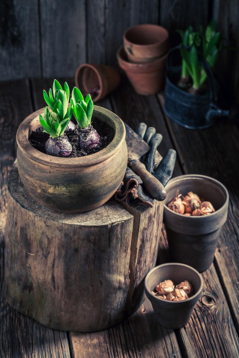 旧花盆里美丽的风信子