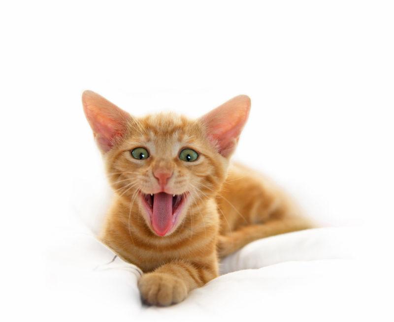 打着哈欠的猫咪