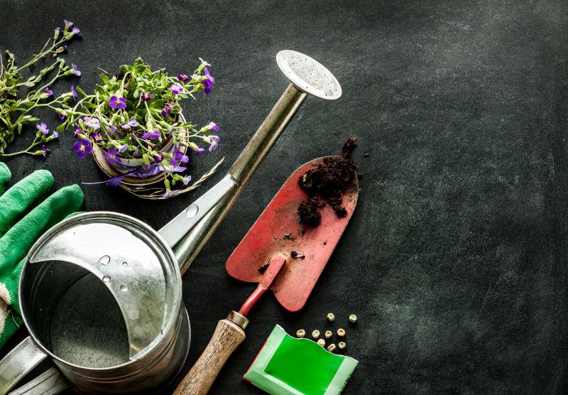 土壤和种子在黑色黑板的背景