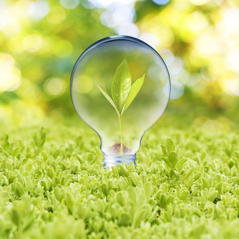 植物生长在绿色草地上的灯泡