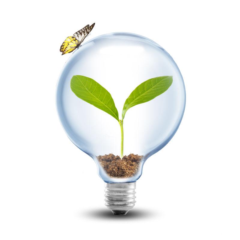 绿色植物在灯泡里的土壤里发芽