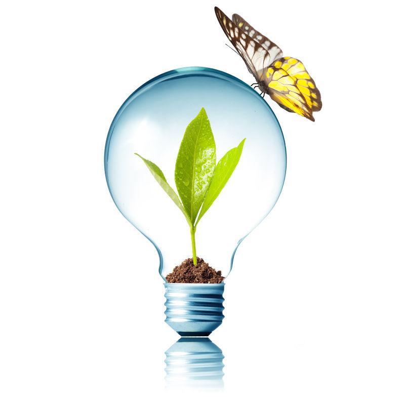 蝴蝶落在土壤中有绿色植物的灯泡上