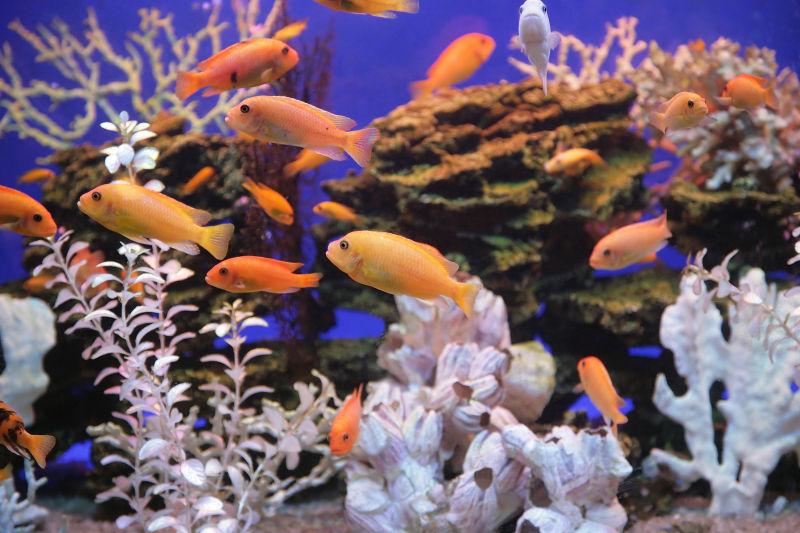 在珊瑚礁边的鱼