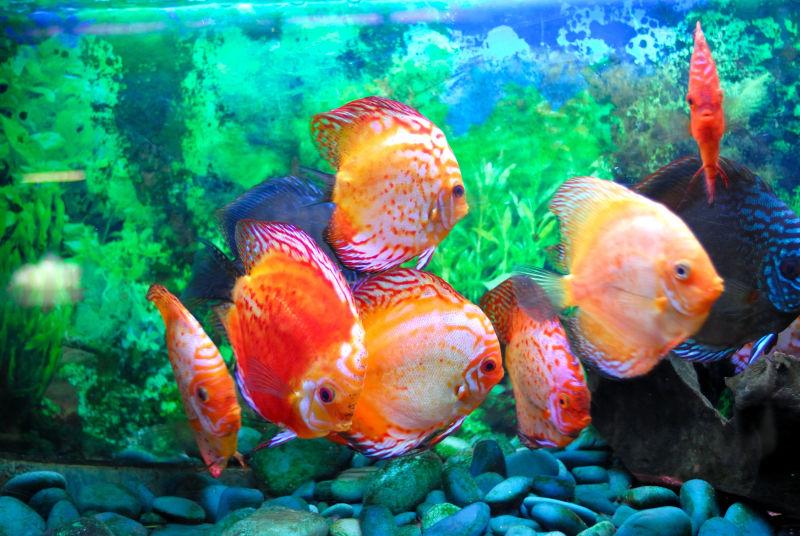 水族馆里鲜艳的热带鱼