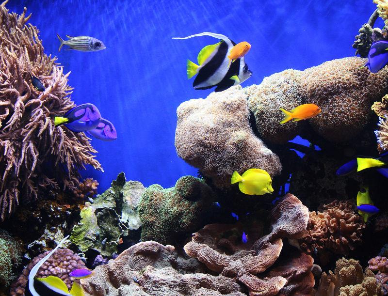 水族馆里美丽的鱼儿