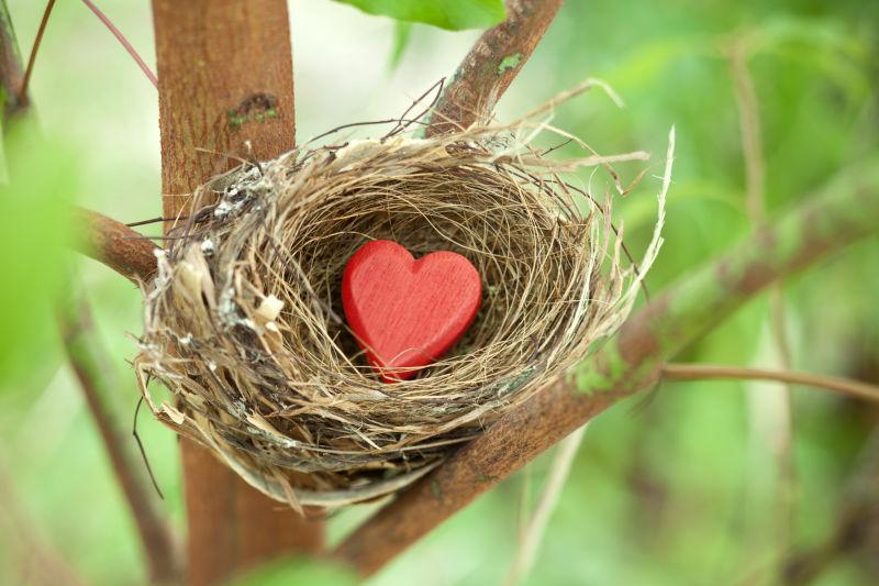 树上鸟巢里的红心