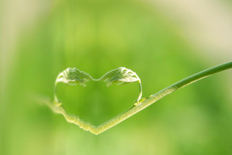 绿叶形成的自然之心