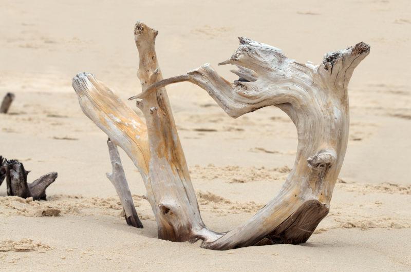 沙漠枯树形成的爱心形状