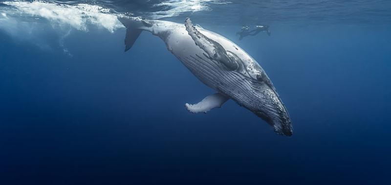 蓝色海里的华丽的座头鲸