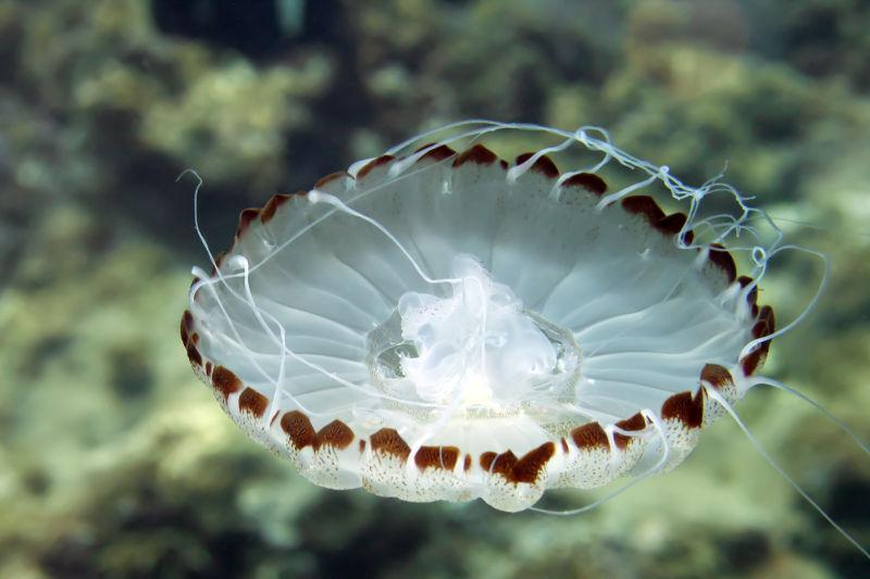 海底水族館美麗的水母海蜇