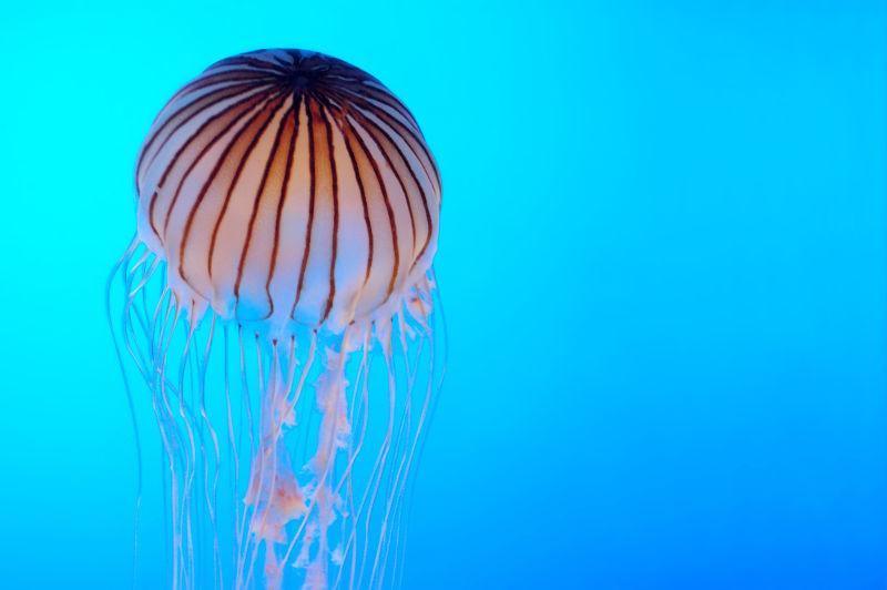 电蓝色背景下的海蜇