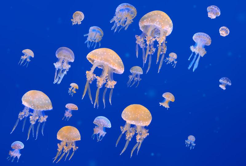 蓝色背景下游动的水母海蜇