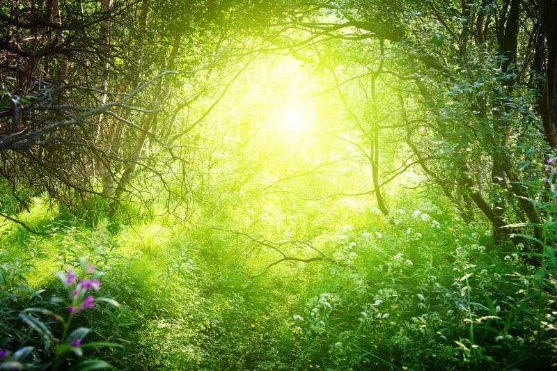 阳光照射下的森林深处的风景