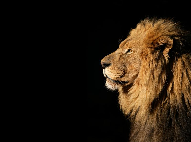 狮子咆哮特写镜头狮子座10岁与世隔绝素材