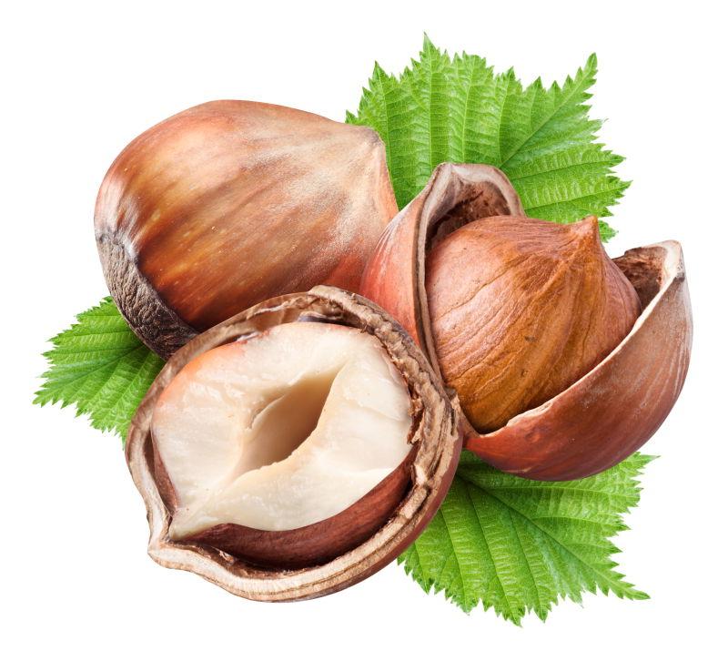 有白色背景的叶子的榛子