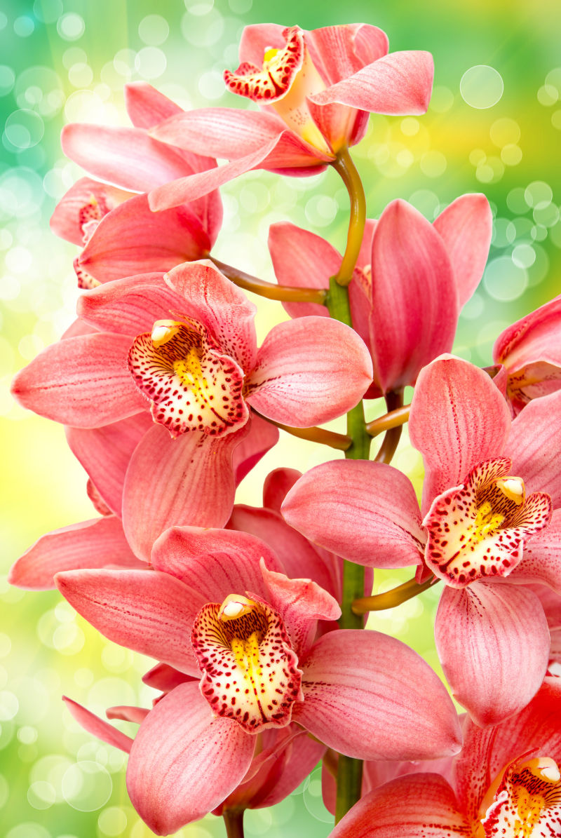 迷幻背景前的杜鹃花