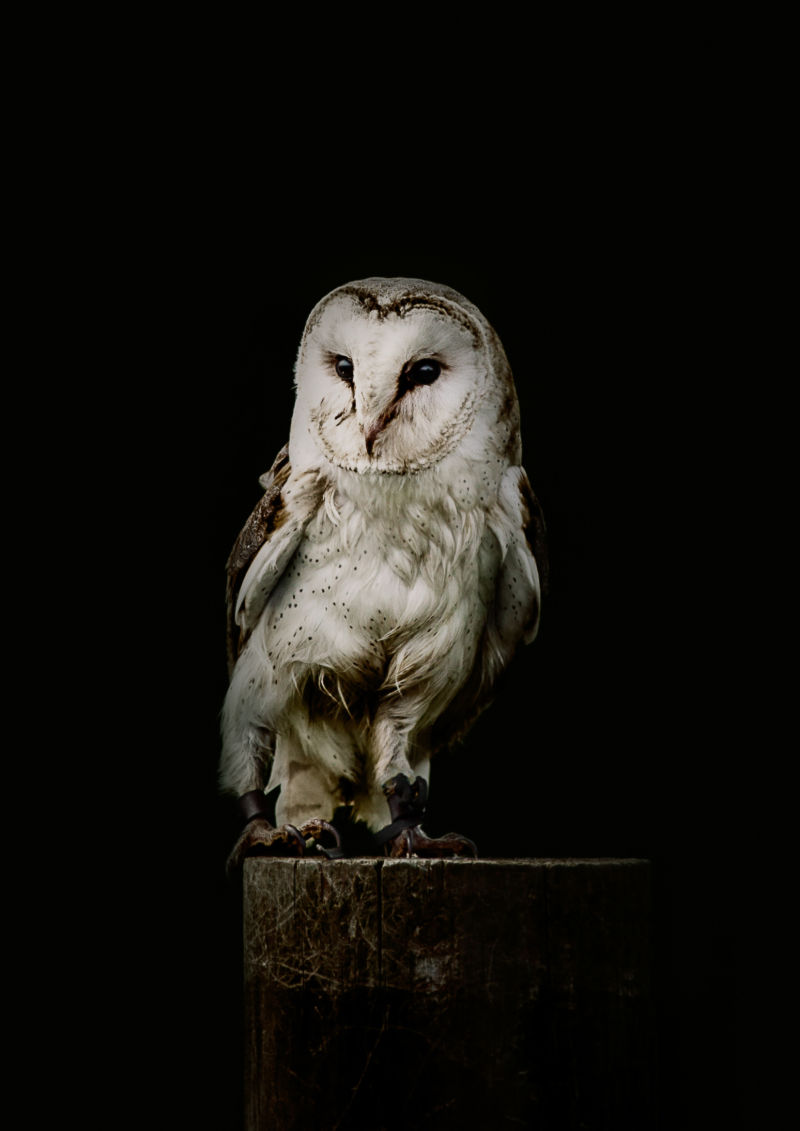 黑色背景中的可爱猫头鹰