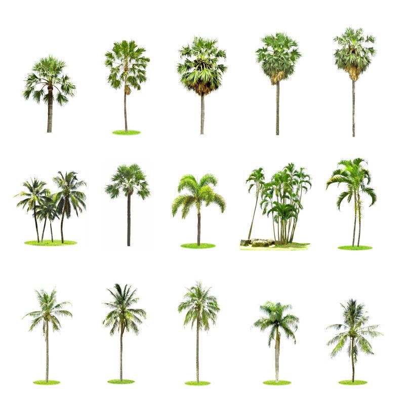 白色背景中的棕榈椰子树