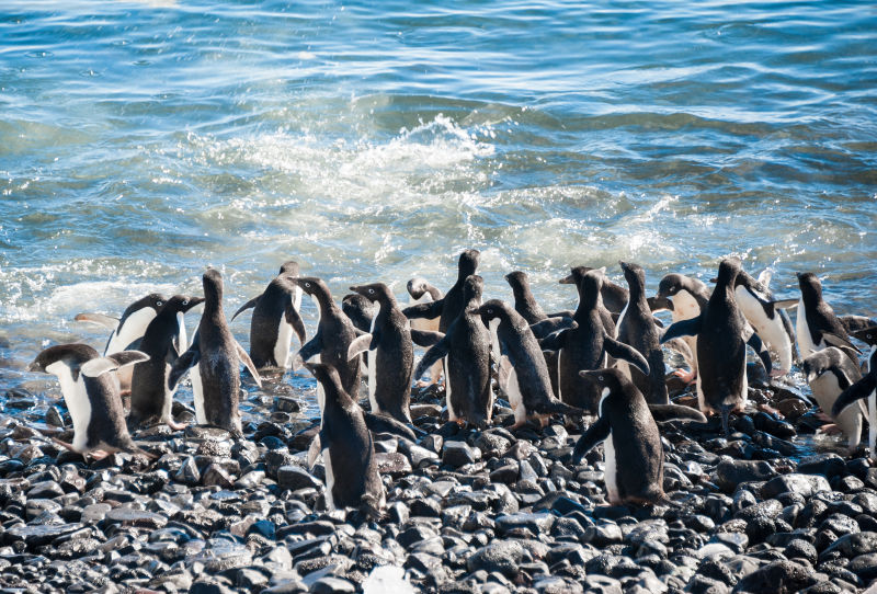 海滩上的企鹅群