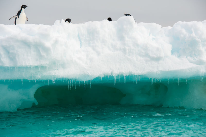 南极洲冰山上的企鹅