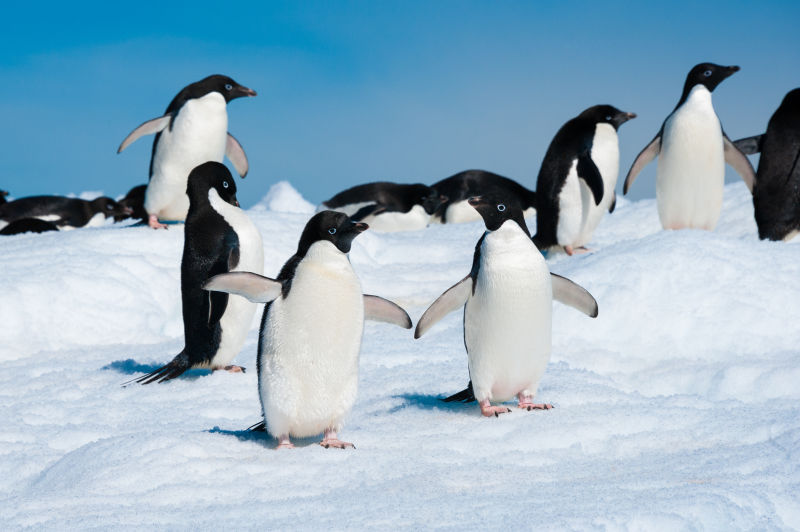 南极海里的企鹅
