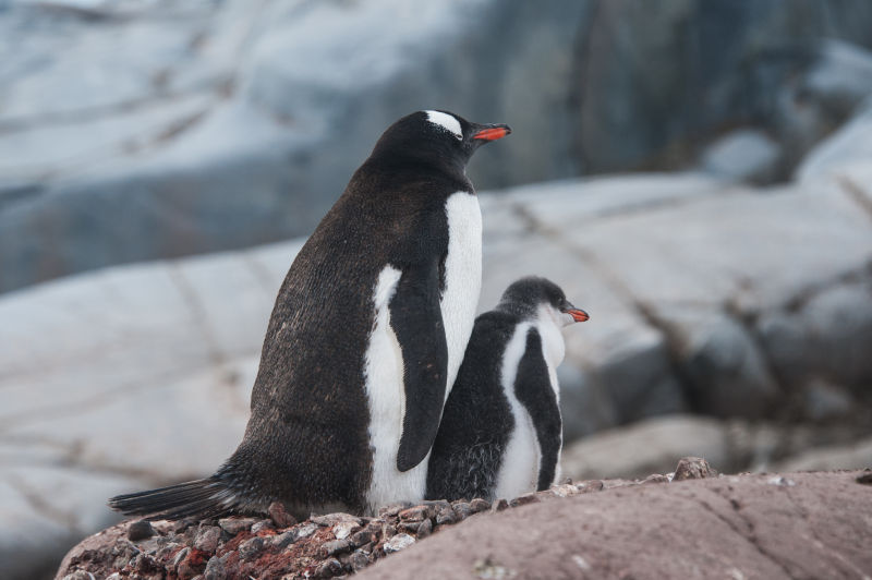 企鹅妈妈与小企鹅