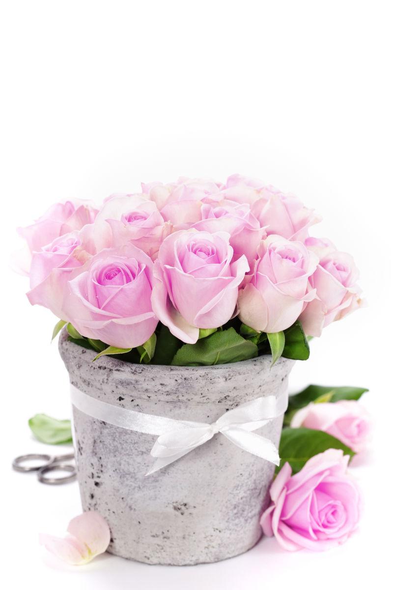 白色背景花盆里的粉红色玫瑰花束