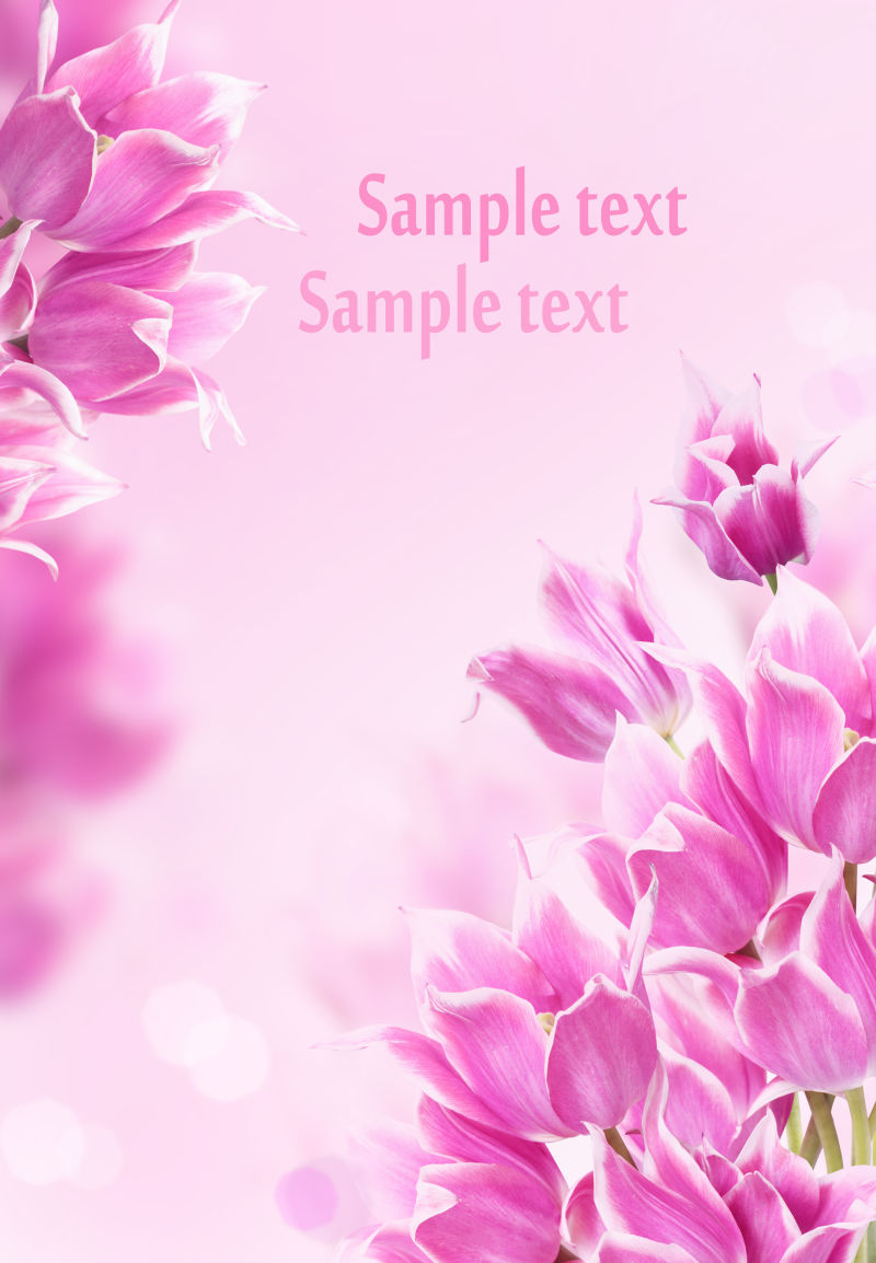 粉色郁金香花束背景