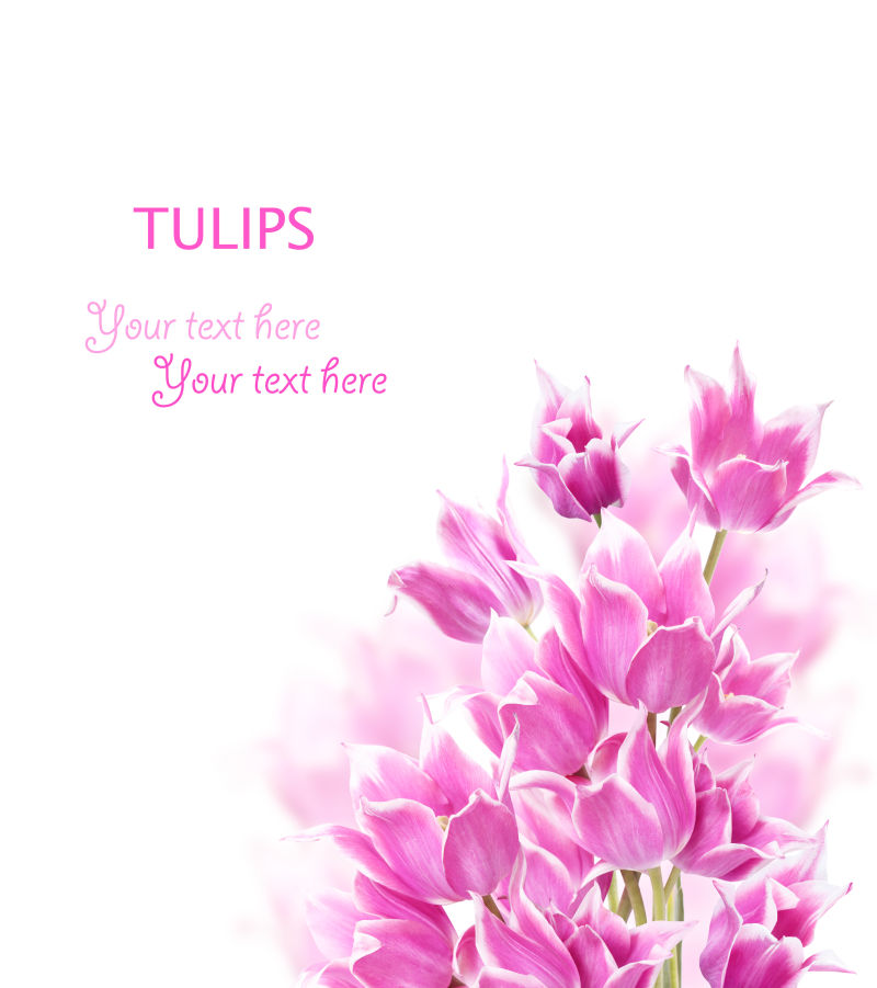 美丽迷人的粉色郁金香