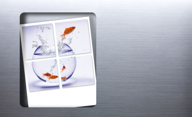 一张分成四份的金鱼照片