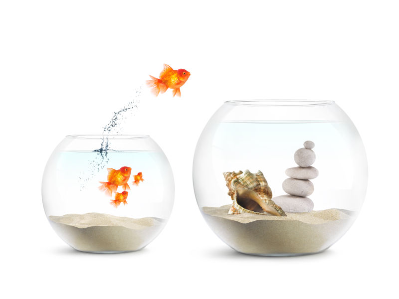 小鱼缸跳跃到大鱼缸的金鱼