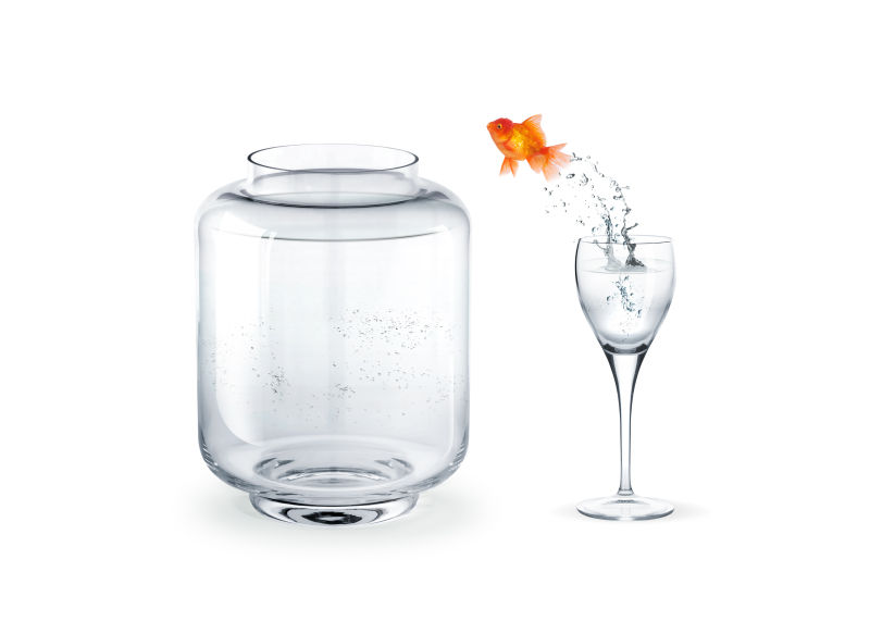 酒杯中的金鱼跳跃大鱼缸