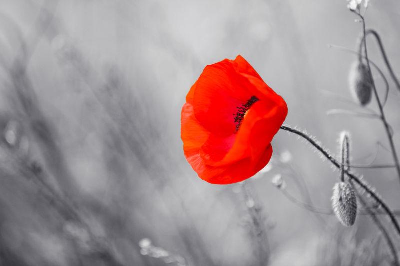 红色罂粟花图片 灰色背景上的一朵红色罂粟花素材 高清图片 摄影照片 寻图免费打包下载