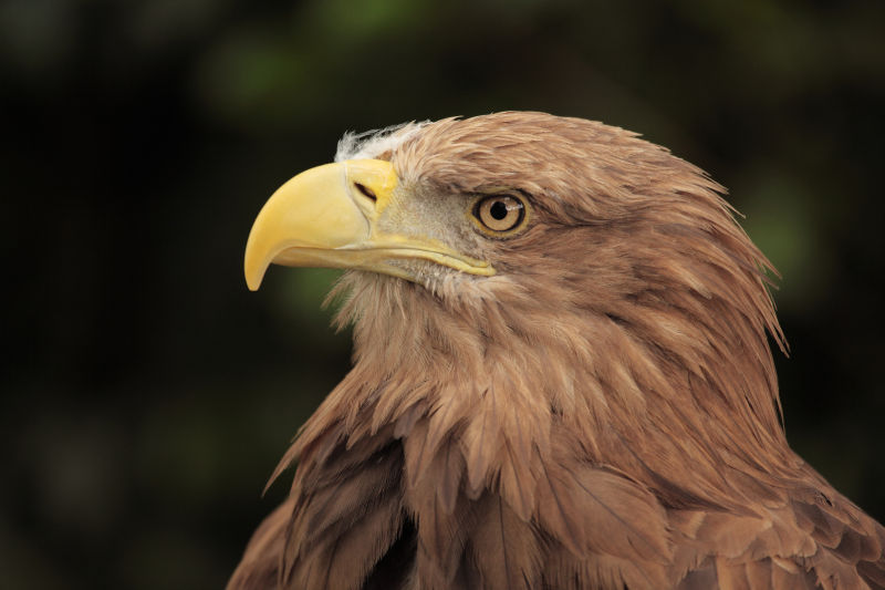 棕色羽毛的老鹰