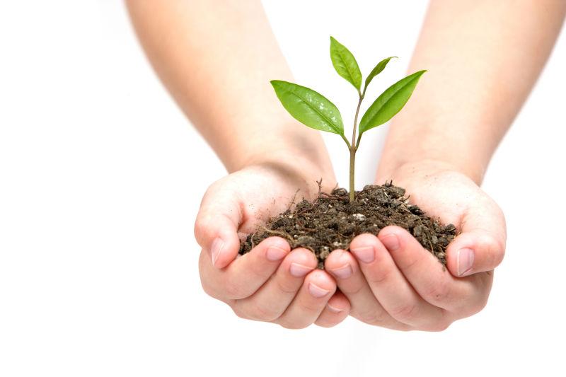 白色背景上的手捧着一株绿植带来的绿色环保生态概念