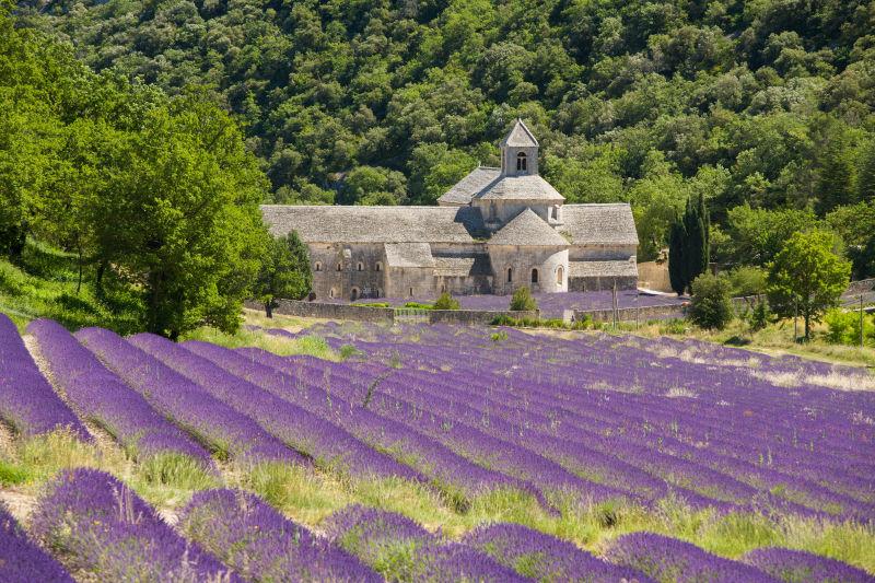 美丽的薰衣草庄园景观