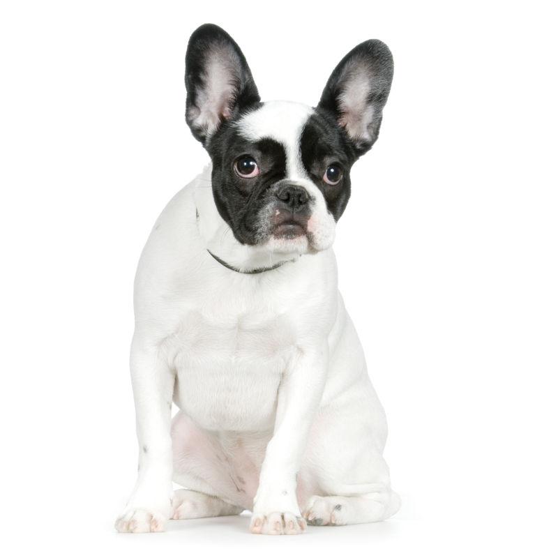 白色背景上的狗狗图片 白色背景上坐着的法国斗牛犬素材 高清图片 摄影照片 寻图免费打包下载