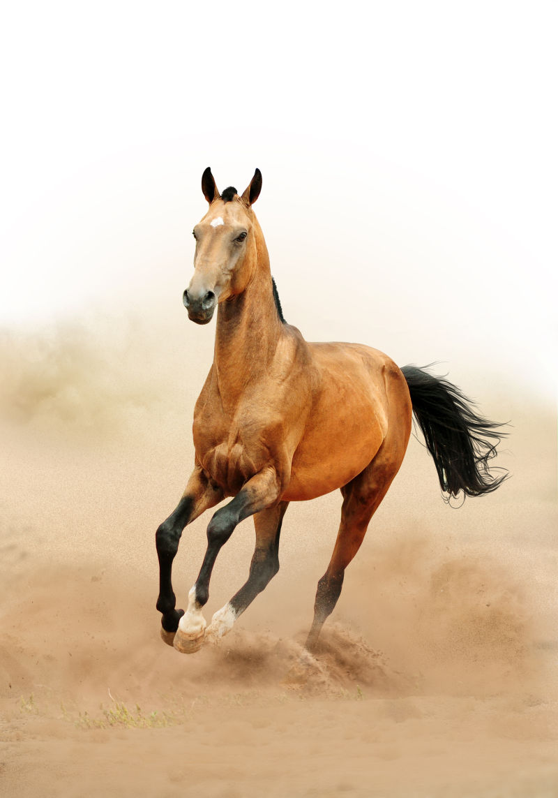 沙漠中的马