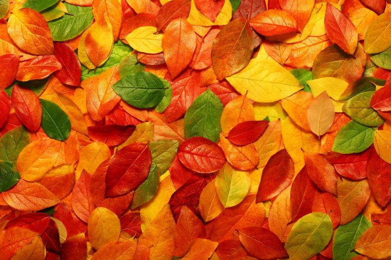 秋天的树叶多姿多彩图片