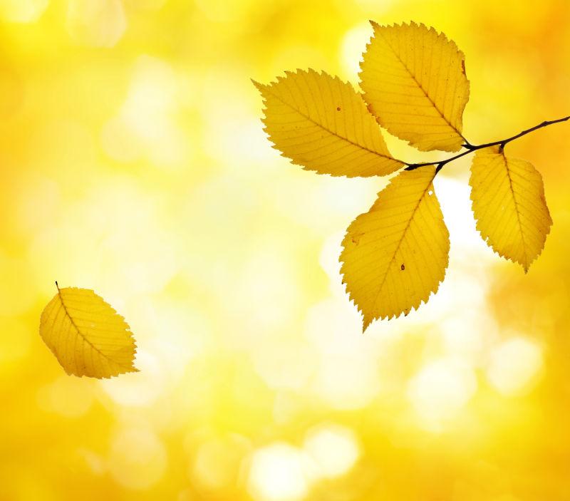黄色秋叶背景