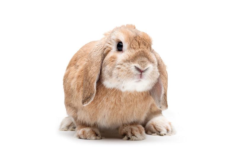 可爱的兔子图片 白色背景上的可爱的兔子素材 高清图片 摄影照片 寻图免费打包下载