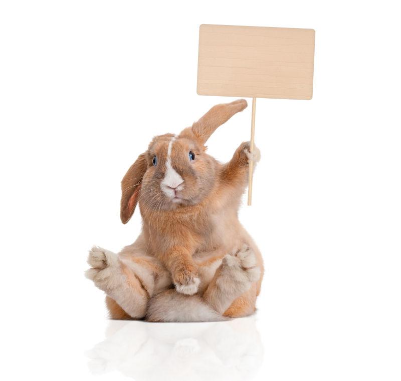 白色背景下举着招牌的小兔子