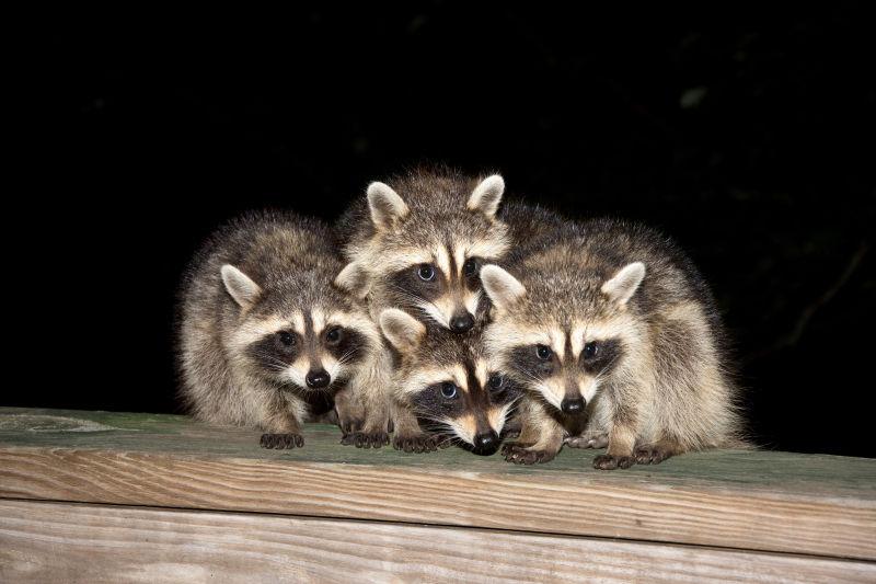 黑色背景下木桌背景上的四只可爱的浣熊宝宝