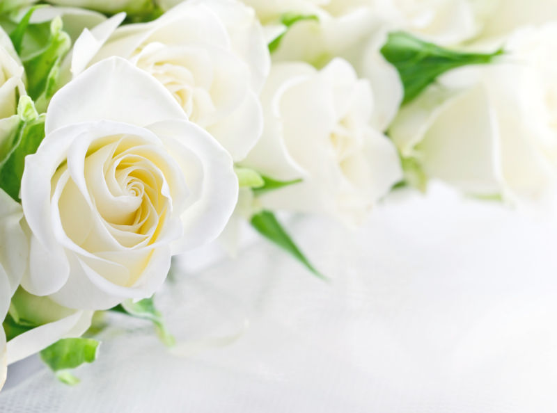 绽放的美丽白玫瑰