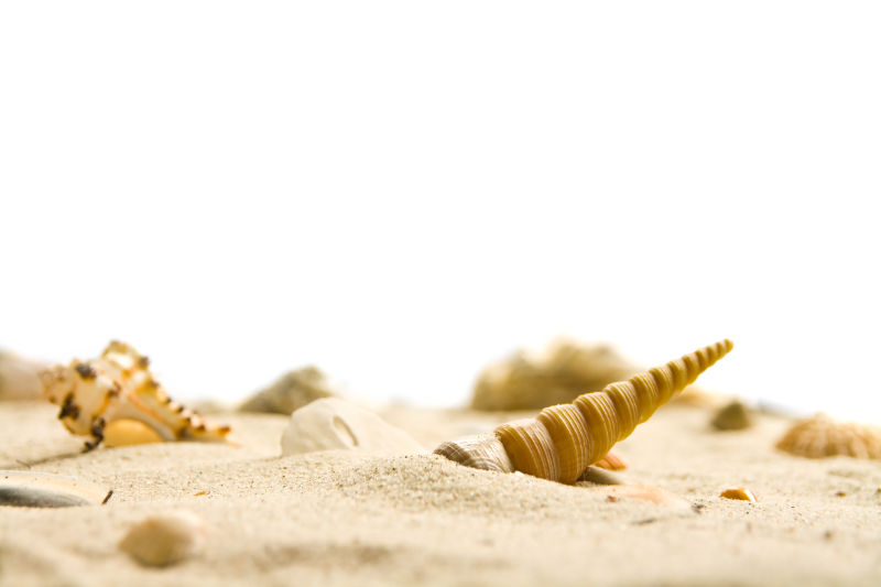 沙滩上的小贻贝