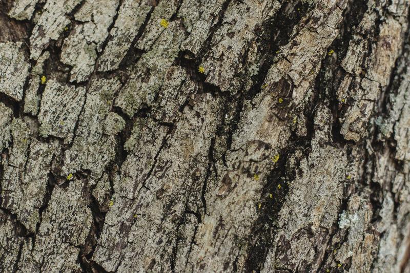 老旧树皮纹理