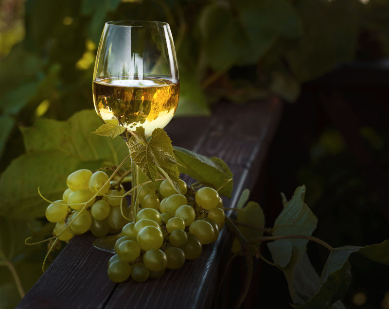 葡萄园里的葡萄与白葡萄酒
